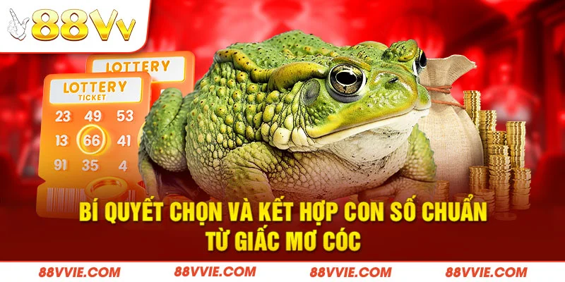 Bí quyết chọn và kết hợp con số chuẩn từ giấc mơ cóc